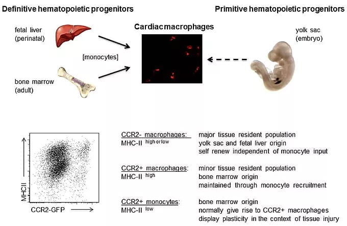 The development of cardiac macrophages from definitive and primitive hematopoietic progenitor cells 